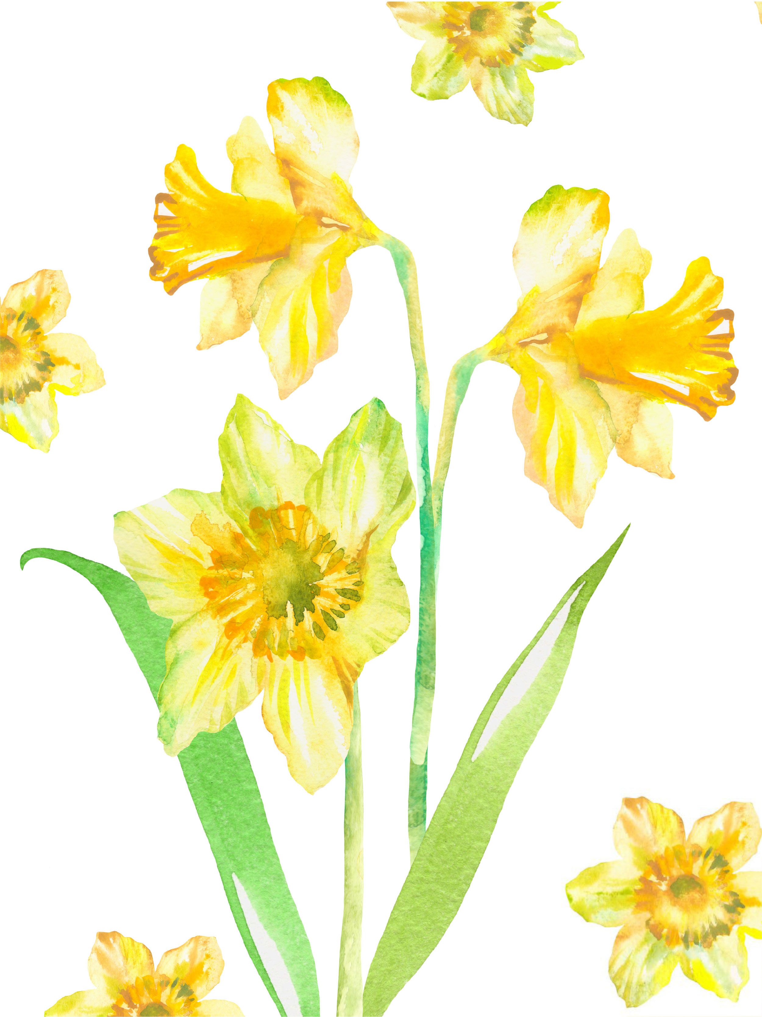 Cat Bunga Kkawler Kawler Warna Yellow Kuning Tua Cheerful Daffodil